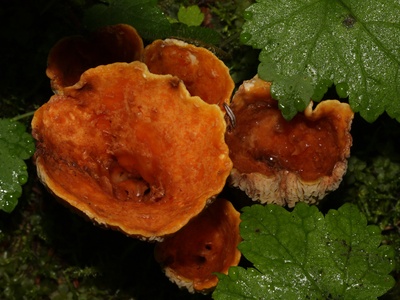 Woolly Chanterelle