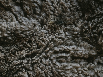 Woolly fringe-moss