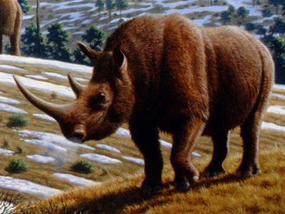 Woolly rhinoceros