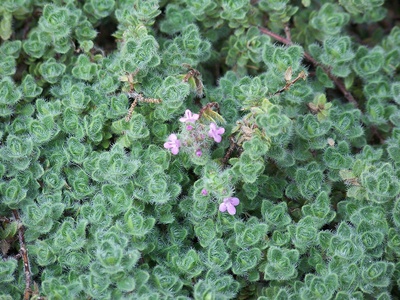 Woolly thyme