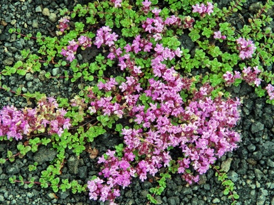 Woolly Thyme
