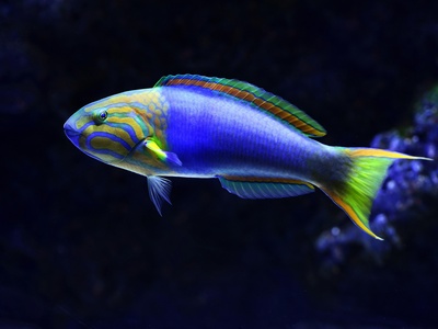 Wrasse