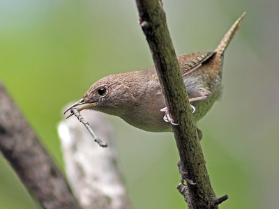 Wren
