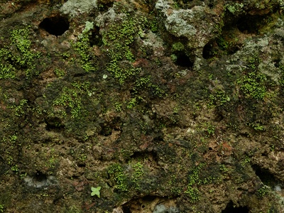 Wrinkled Moss