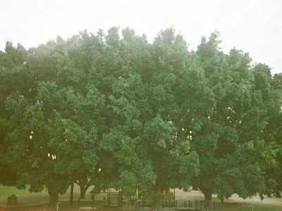 Wych elm
