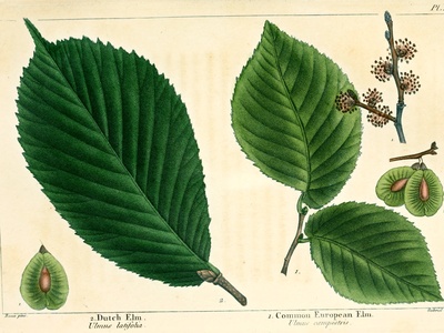 Wych elm