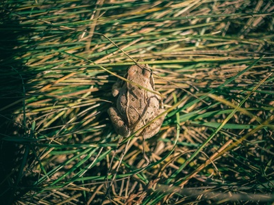 Wyoming Toad