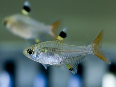 X-ray tetra