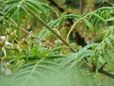 Xanthoceras