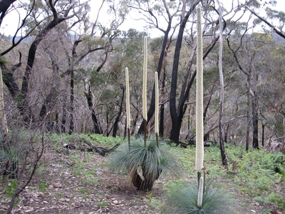 Xanthorrhoea