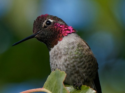 Xantus's hummingbird