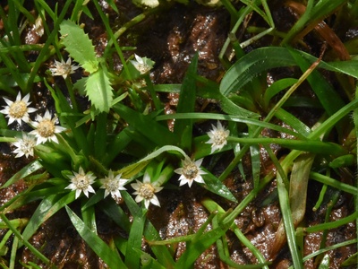 Xeranthemum