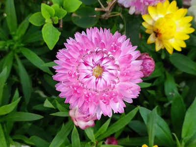 Xerochrysum