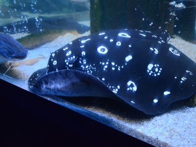 Xingu River ray
