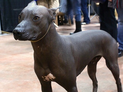 Xoloitzcuintli