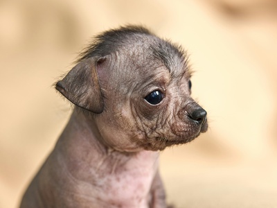 Xoloitzcuintli