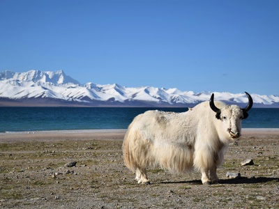Yak