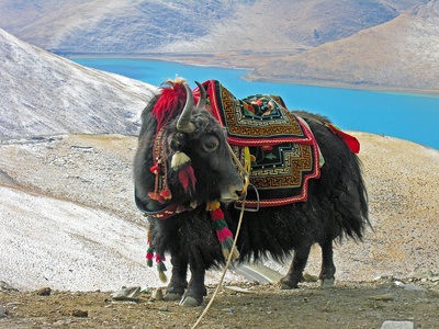 Yak