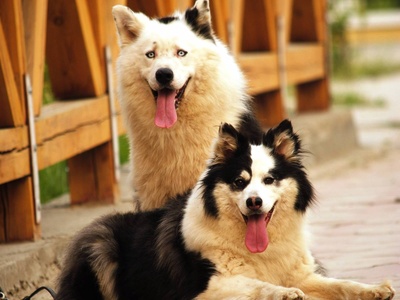 Yakutian Laika