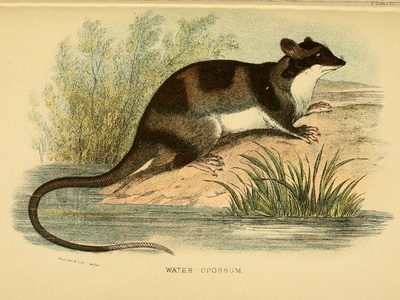 Yapok (water opossum)
