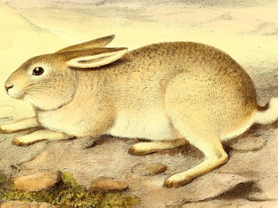 Yarkand Hare