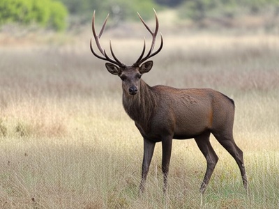 Yarkand Stag