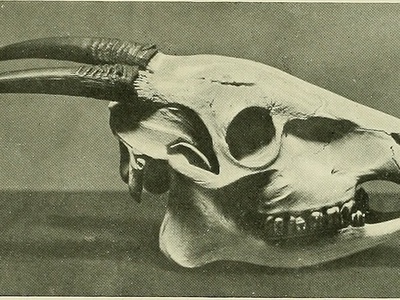 Yellow-backed Duiker