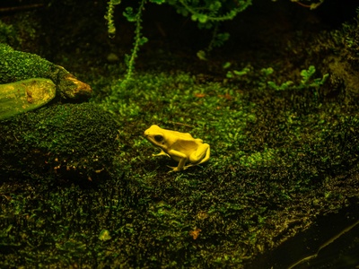 Yellow-banded poison dart frog
