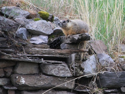 Yellow-bellied marmot