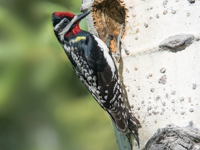 Yellow-bellied sapsucker