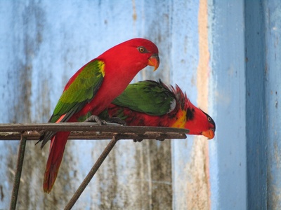 Yellow-bibbed Lory