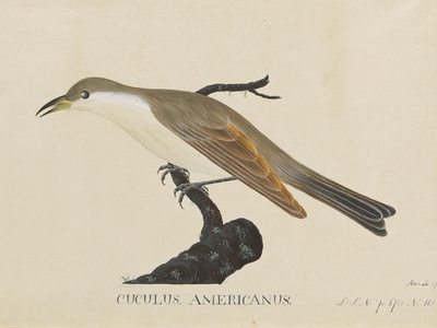 Yellow-billed cuckoo