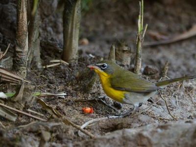 Yellow-breasted chat