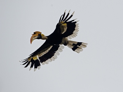 Yellow-casqued Hornbill