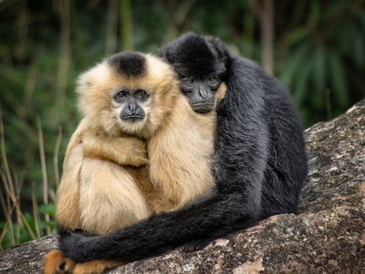 Yellow-cheeked Gibbon