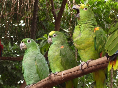 Yellow-crowned amazon