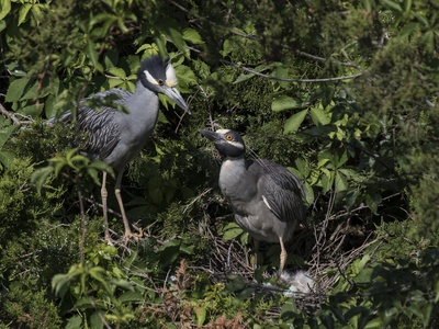 Yellow-crowned Night-Heron