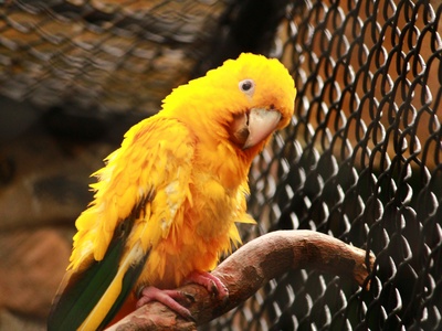 Yellow-eared parrot