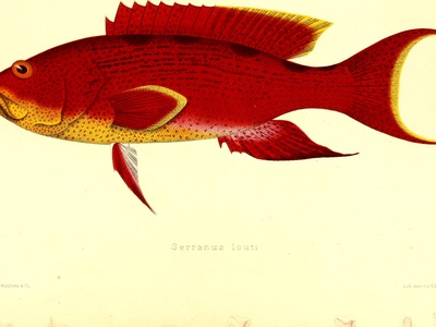 Yellow-edged Lyretail