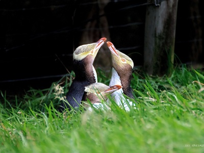 Yellow-eyed penguin