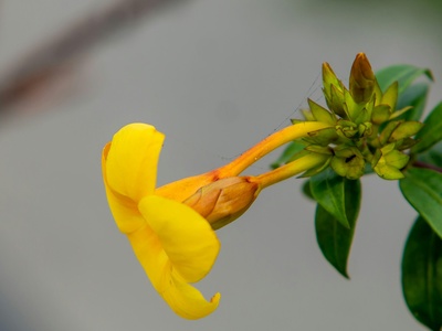 Yellow-flowered Althaea