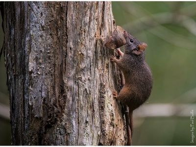 Yellow-footed Antechinus