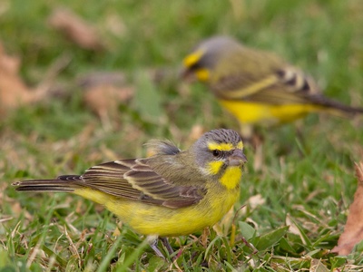 Yellow-fronted Canary