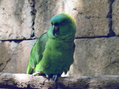 Yellow-headed amazon