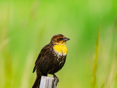 Yellow-headed blackbird
