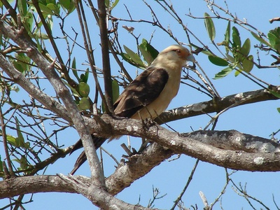 Yellow-headed caracara
