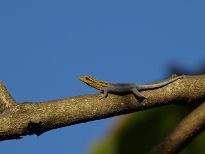Yellow-headed Dwarf Gecko
