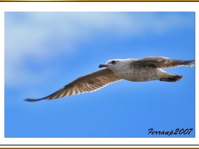 Yellow-legged gull