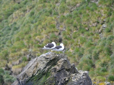 Yellow-legged gull