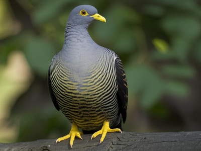 Yellow-legged Pigeon